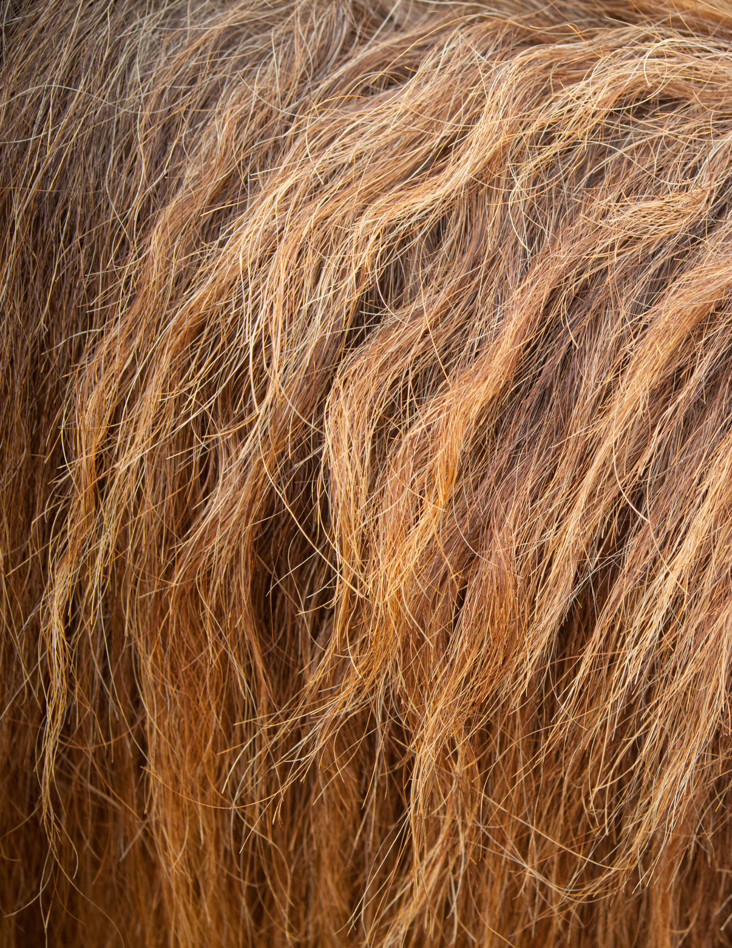 Highland Hair-on-Hide Rug
