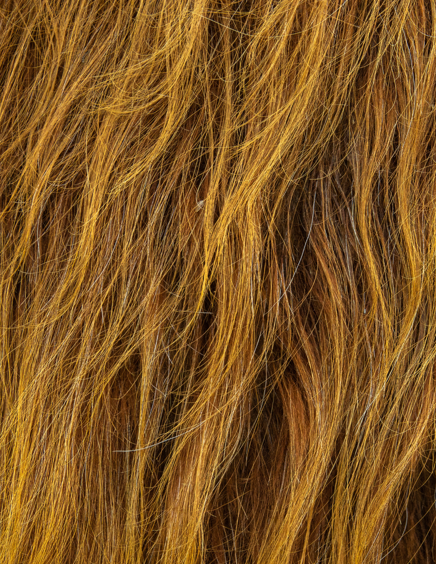 Highland Hair-on-Hide Rug